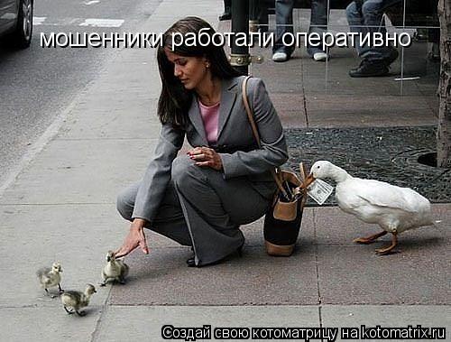 Котоматрица: мошенники работали оперативно