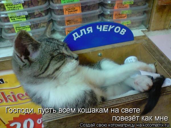 Котоматрица: повезёт как мне  Господи, пусть всем кошакам на свете