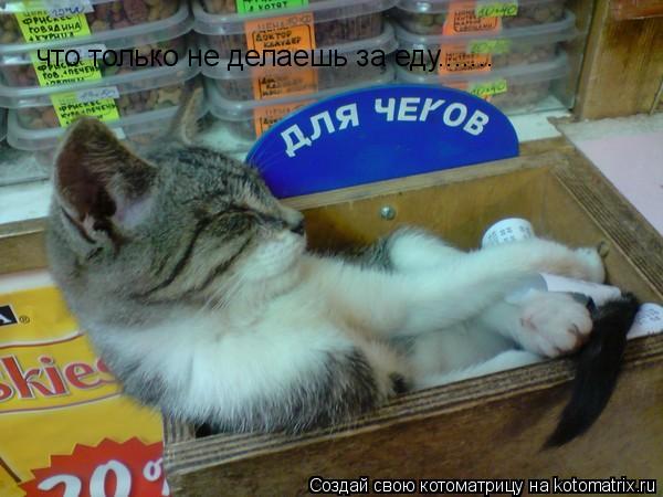 Котоматрица: что только не делаешь за еду.......