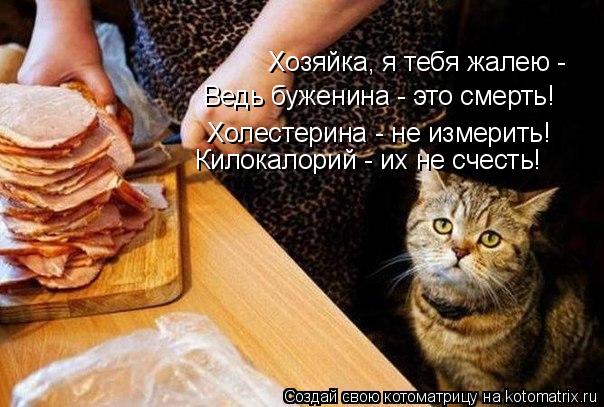 Котоматрица: Хозяйка, я тебя жалею - Ведь буженина - это смерть! Холестерина - не измерить! Килокалорий - их не счесть!