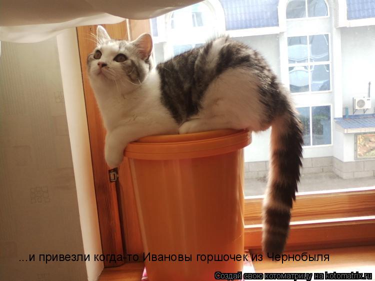 Котоматрица: ...и привезли когда-то Ивановы горшочек из Чернобыля