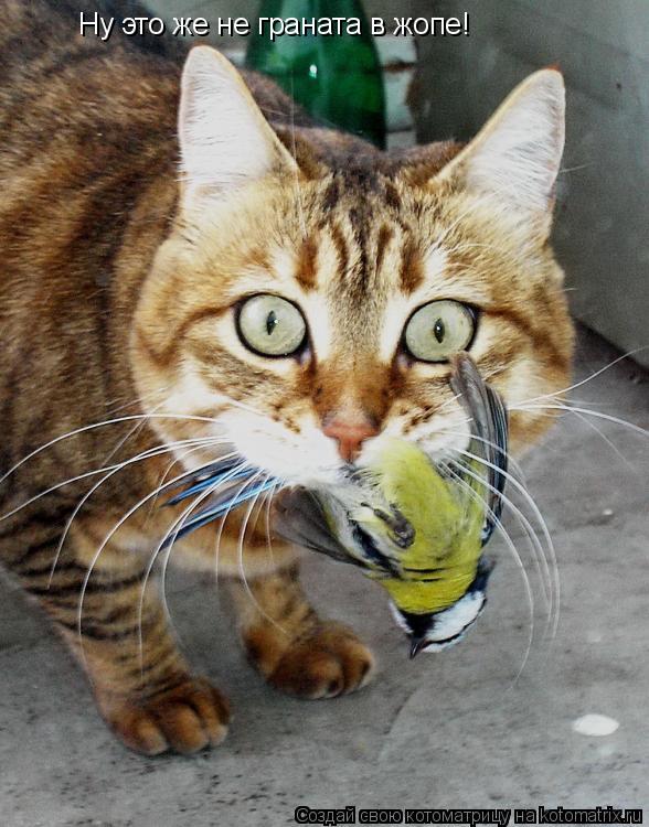 Котоматрица: Ну это же не граната в жопе!