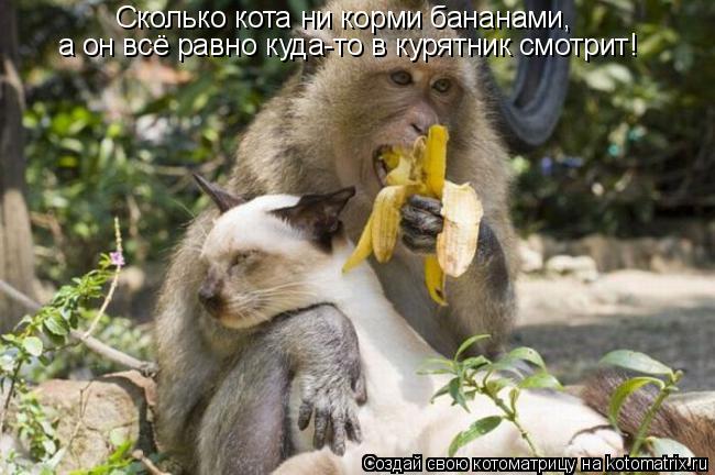 Котоматрица: Сколько кота ни корми бананами, а он всё равно куда-то в курятник смотрит!