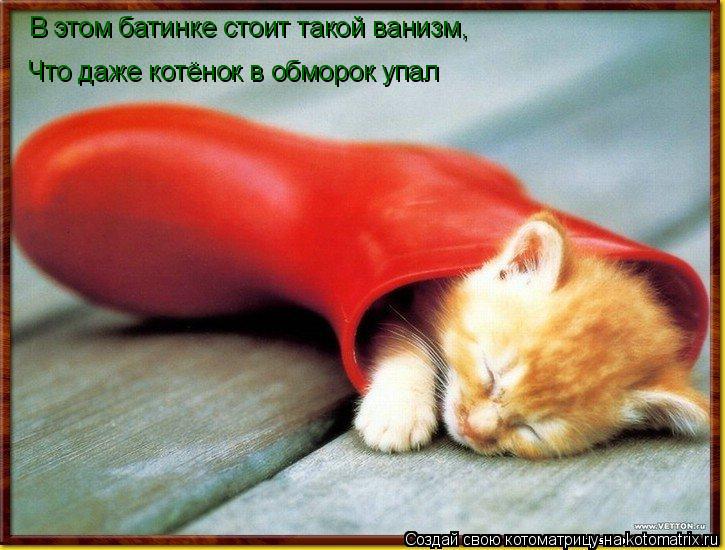 Котоматрица: Что даже котёнок в обморок упал В этом батинке стоит такой ванизм,