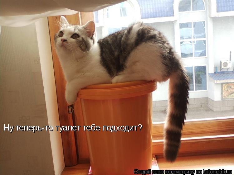 Котоматрица: Ну теперь-то туалет тебе подходит?
