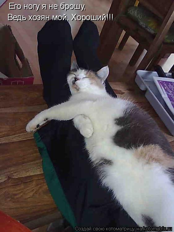 Котоматрица: Его ногу я не брошу, Ведь хозян мой, Хороший!!!