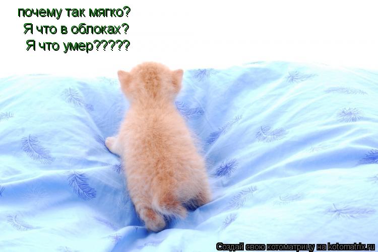 Котоматрица: почему так мягко? Я что в облоках? Я что умер?????