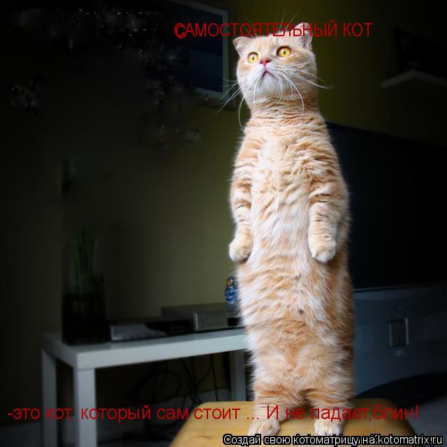 Котоматрица: -это кот, который сам стоит ... И не падает,блин! С САМОСТОЯТЕЛЬНЫЙ КОТ