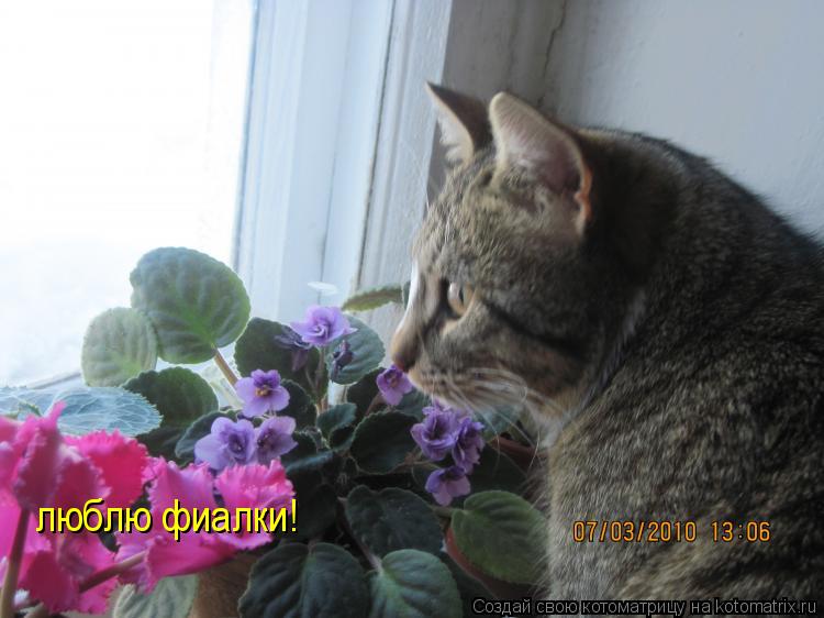 Котоматрица: люблю фиалки!