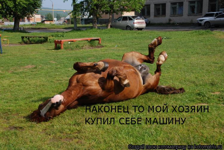 Котоматрица: НАКОНЕЦ ТО МОЙ ХОЗЯИН  КУПИЛ СЕБЕ МАШИНУ