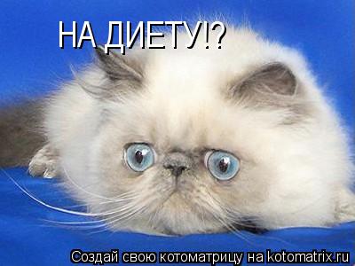 Котоматрица: НА ДИЕТУ!?