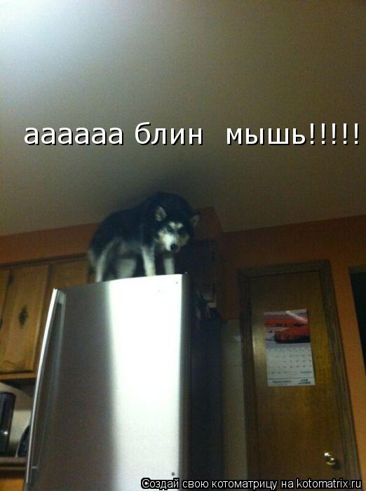 Котоматрица: аааааа блин  мышь!!!!!
