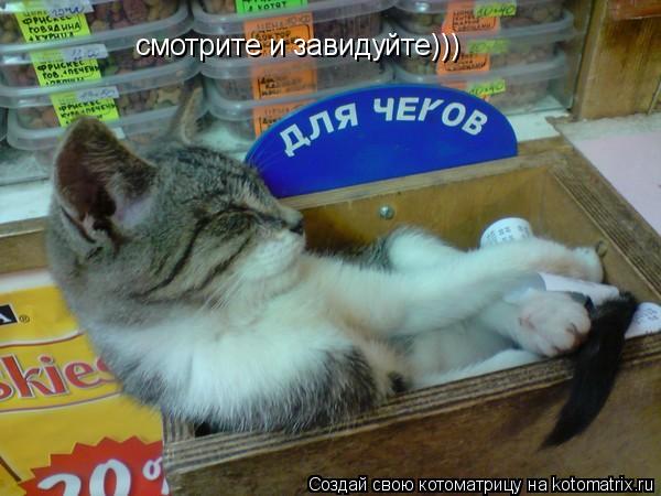 Котоматрица: смотрите и завидуйте)))