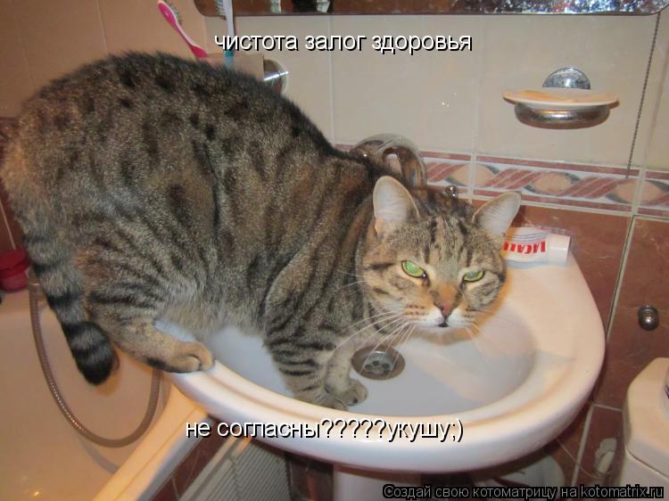 Котоматрица: чистота залог здоровья не согласны?????укушу;)