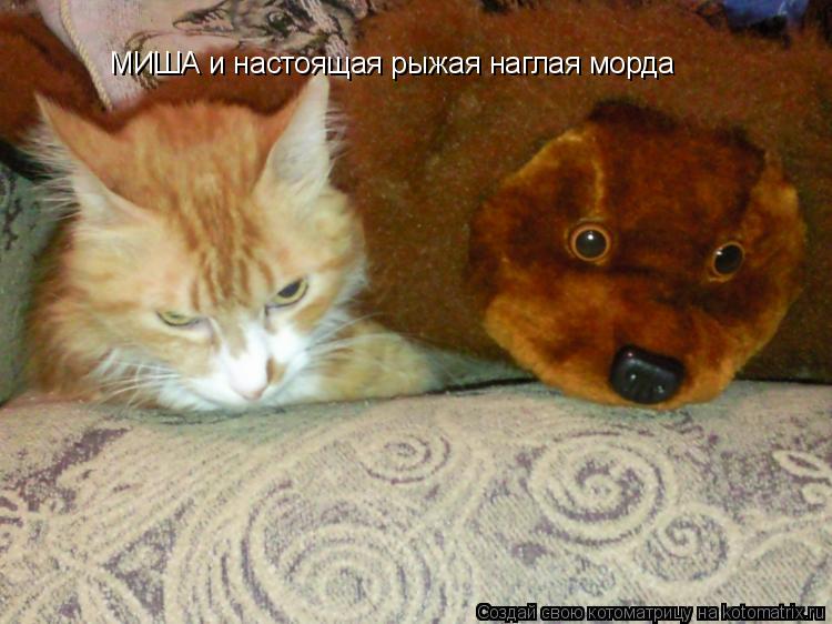 Котоматрица: МИША и настоящая рыжая наглая морда