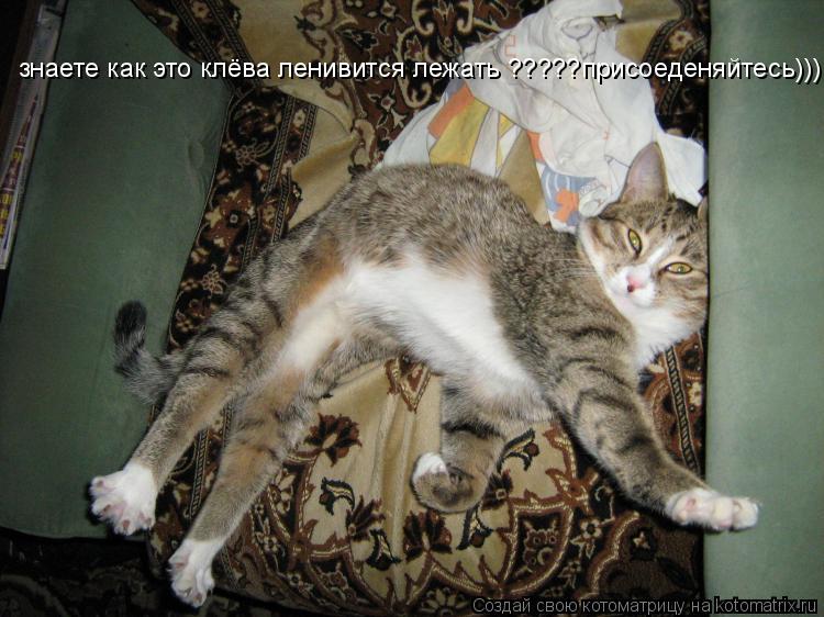 Котоматрица: знаете как это клёва ленивится лежать ?????присоеденяйтесь)))