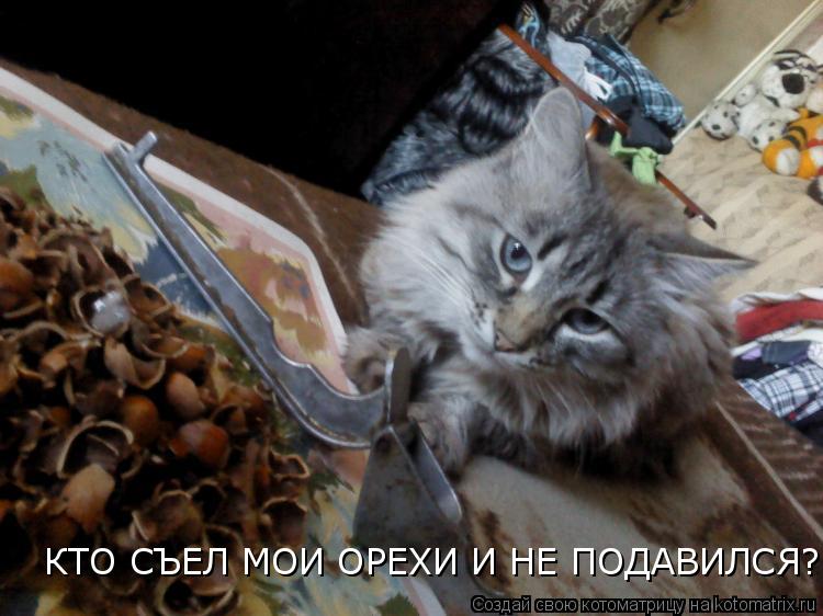 Котоматрица: КТО СЪЕЛ МОИ ОРЕХИ И НЕ ПОДАВИЛСЯ?!