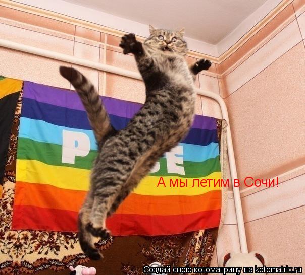 Котоматрица: А мы летим в Сочи!