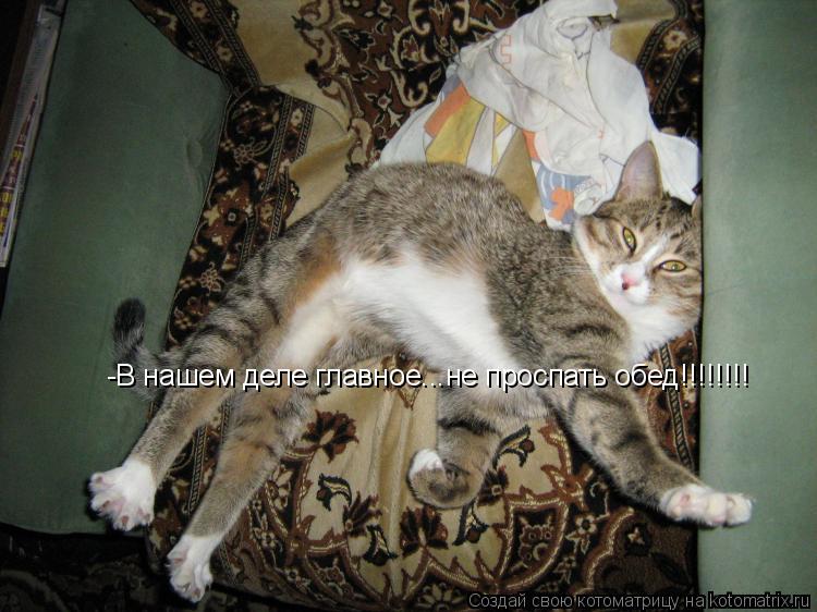 Котоматрица: -В нашем деле главное...не проспать обед!!!!!!!!