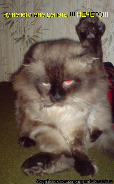 Котоматрица: ну нечего мне делать !!! НЕЧЕГО!!!