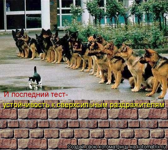 Котоматрица: устойчивость к сверхсильным раздражителям И последний тест-