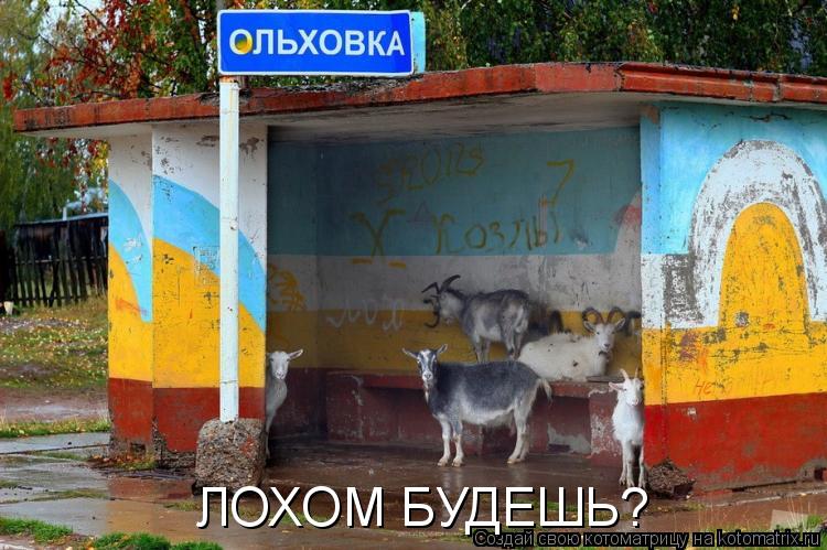 Котоматрица: ЛОХОМ БУДЕШЬ?
