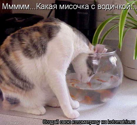 Котоматрица: Ммммм...Какая мисочка с водичкой...
