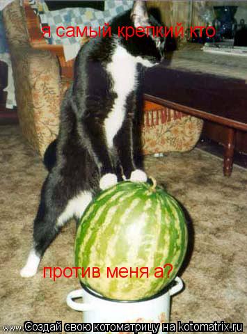 Котоматрица: я самый крепкий кто против меня а  ?