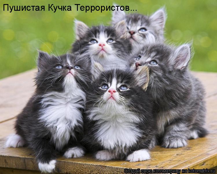 Котоматрица: Пушистая Кучка Террористов...