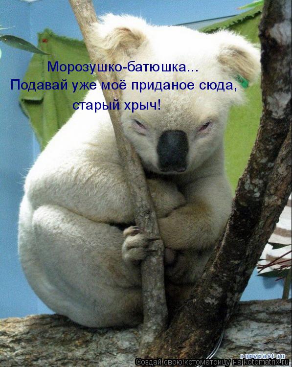 Котоматрица: Морозушко-батюшка... Подавай уже моё приданое сюда, старый хрыч!