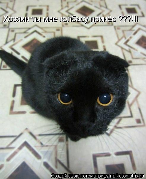 Котоматрица: Хозяин ты мне колбасу принёс ???!!! Хозяин ты мне колбасу принёс ???!!!