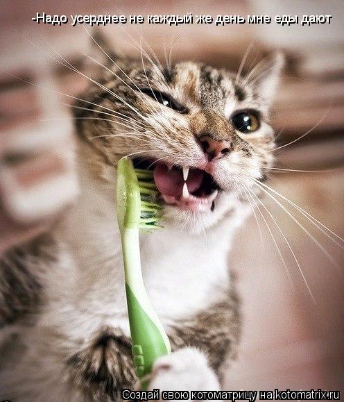 Котоматрица: -Надо усерднее не каждый же день мне еды дают