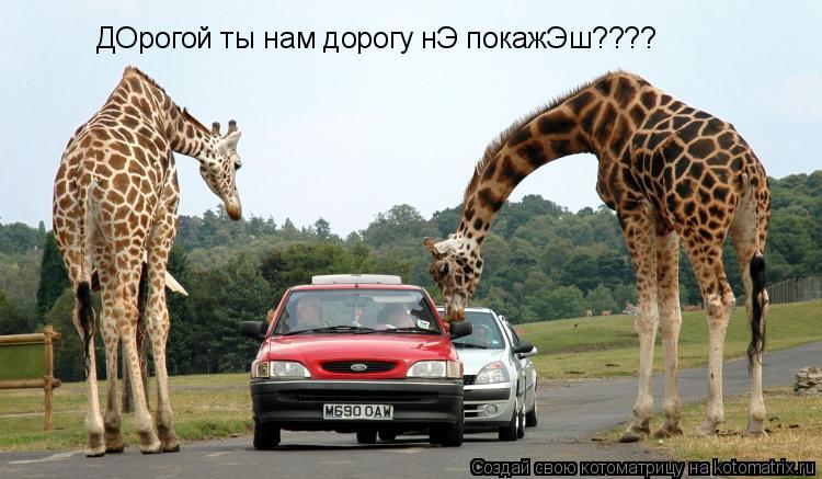 Котоматрица: ДОрогой ты нам дорогу нЭ покажЭш????