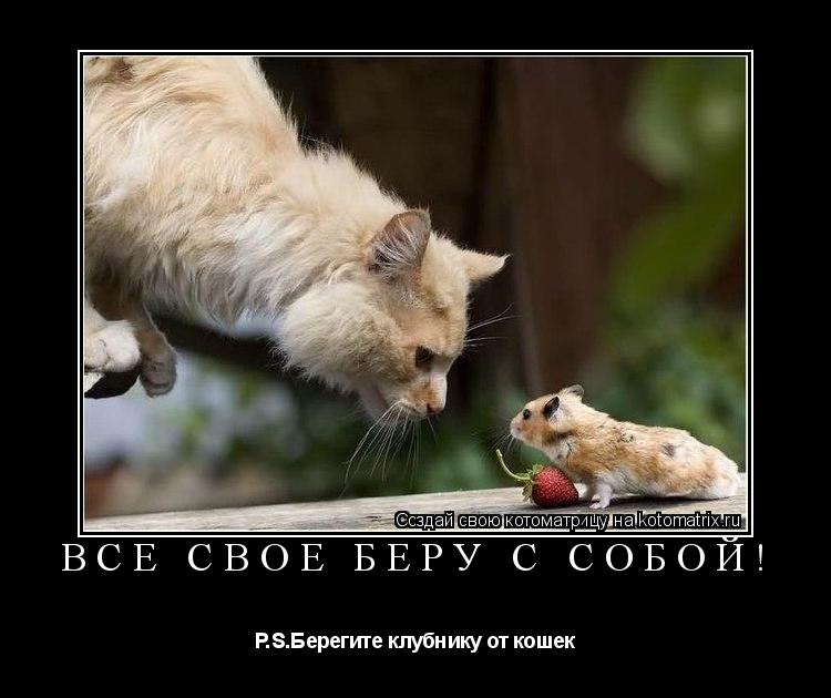 Котоматрица: Всё своё беру с собой! P.S.Берегите клубнику от кошек