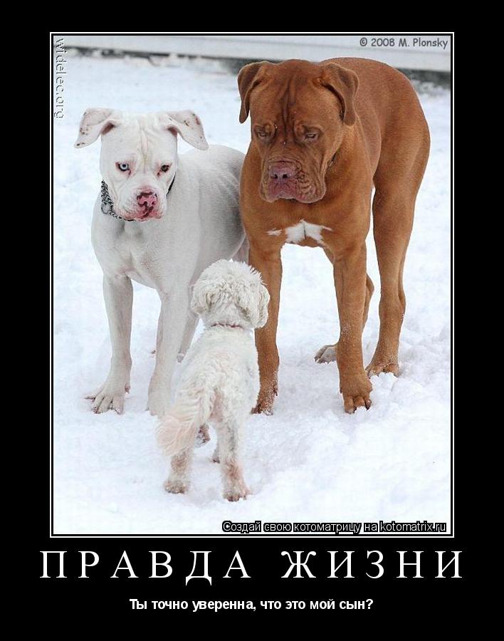 Котоматрица: ПРАВДА ЖИЗНИ Ты точно уверенна, что это мой сын?