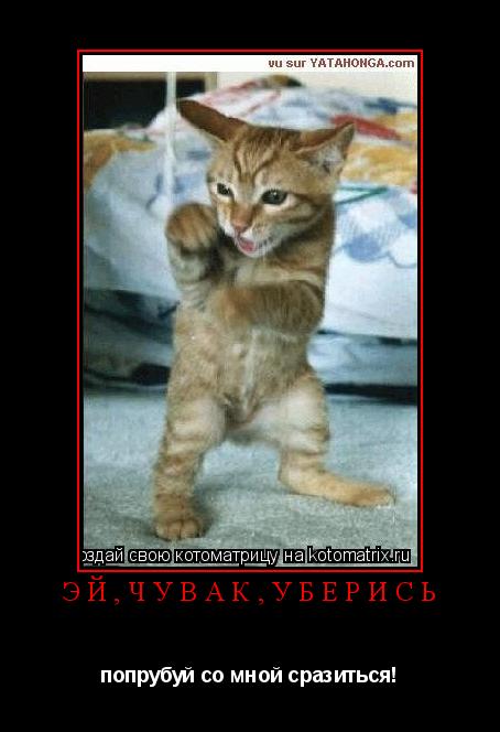 Котоматрица: Эй,чувак,УБЕРИСЬ попрубуй со мной сразиться!