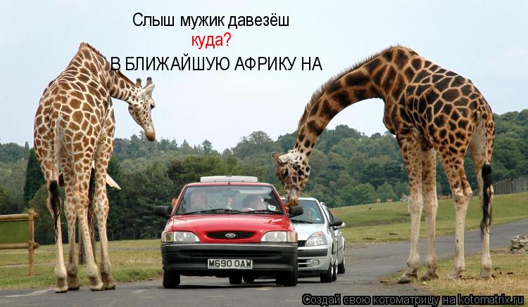 Котоматрица: Слыш мужик давезёш куда? В БЛИЖАЙШУЮ АФРИКУ НА