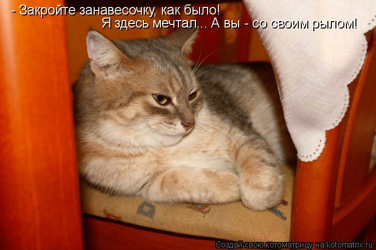 Котоматрица: - Закройте занавесочку, как было! Я здесь мечтал... А вы - со своим рылом!