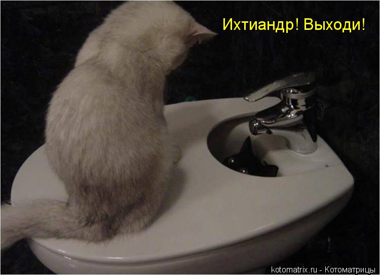 Котоматрица: Ихтиандр! Выходи!