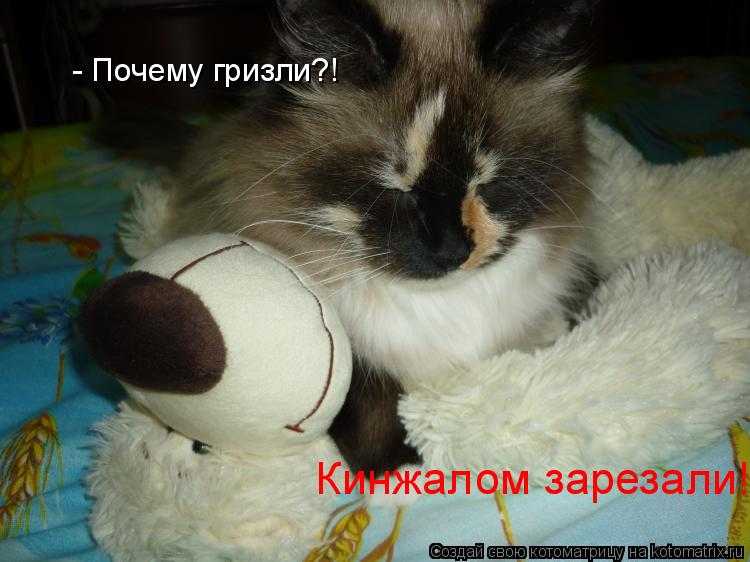 Котоматрица: - Почему гризли?!  Кинжалом зарезали!