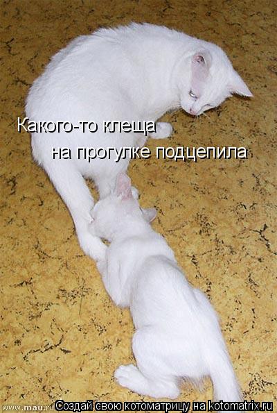 . Какого-то клеща на прогулке подцепила... Котоматрица: . Какого-то клеща на прогулке подцепила