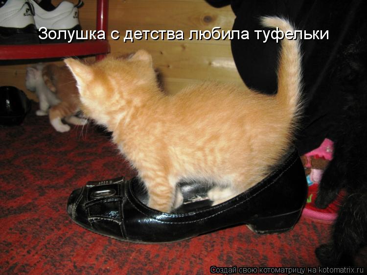 Котоматрица: Золушка с детства любила туфельки