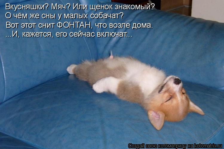 Вкусняшки? Мяч? Или щенок знакомый? О чём же сны у малых собачат? Вот этот снит ФОНТАН, что возле дом... Котоматрица: Вкусняшки? Мяч? Или щенок знакомый? О чём же сны у малых собачат? Вот этот снит ФОНТАН, что возле дома. ...И, кажется, его сейчас включат...