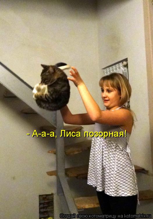 Котоматрица: - А-а-а, Лиса позорная!