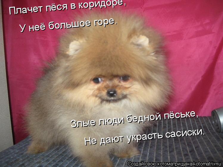Котоматрица: Плачет пёся в коридоре, У неё большое горе. Злые люди бедной пёське, Не дают украсть сасиски.