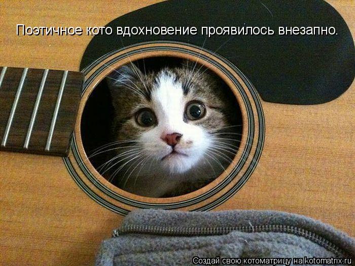 Поэтичное кото вдохновение проявилось внезапно.... Котоматрица: Поэтичное кото вдохновение проявилось внезапно.