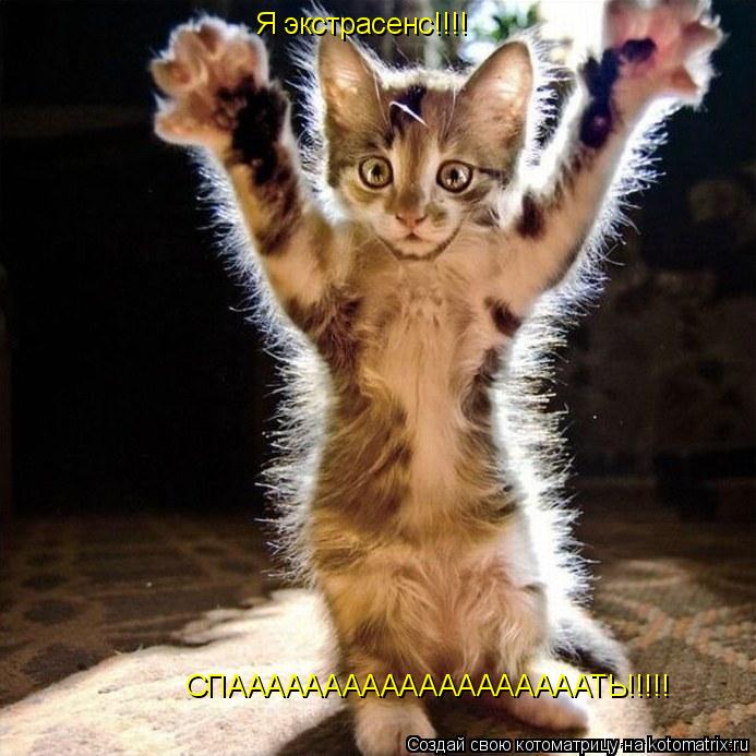 Котоматрица: Я экстрасенс!!!! СПАААААААААААААААААААТЬ!!!!!