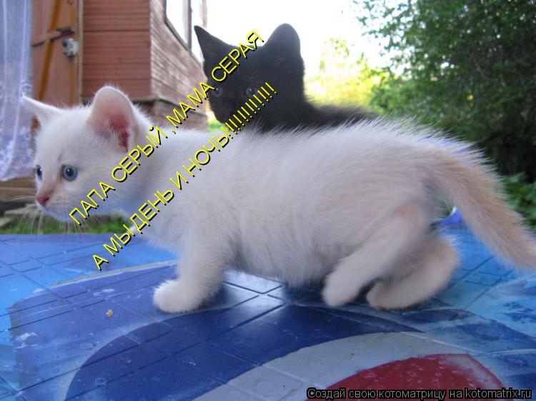 Котоматрица: ПАПА СЕРЫЙ ,МАМА СЕРАЯ  А МЫ ДЕНЬ И НОЧЬ!!!!!!!!!!!!