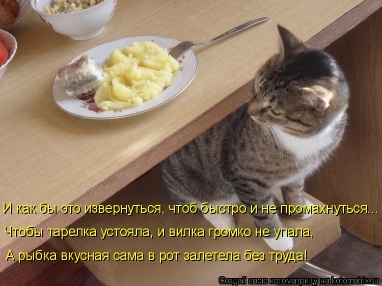 Котоматрица: И как бы это извернуться, чтоб быстро и не промахнуться... Чтобы тарелка устояла, и вилка громко не упала, А рыбка вкусная сама в рот залетела 