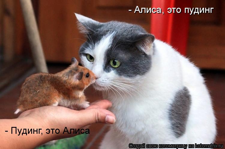 Котоматрица: - Алиса, это пудинг - Пудинг, это Алиса